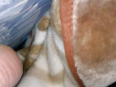 Curva tocilar din Spania este dezosată pe bancheta din spate xxx cu paroase